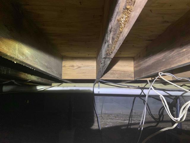 Wood + Mold