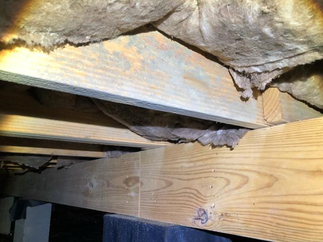 Mildew/Mold in the Crawl Space