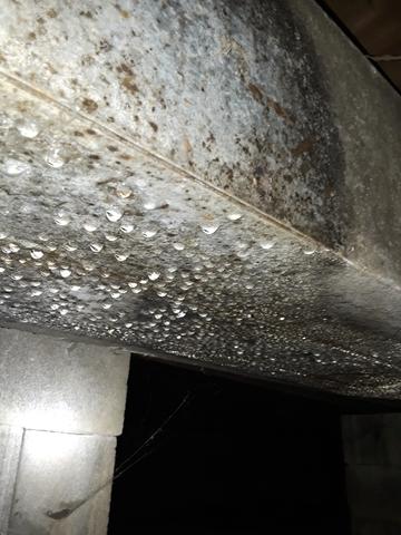 Mold Grows Everywhere