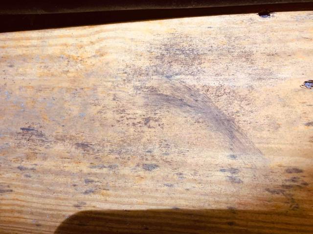 Mildew / Mold growth on floor joists