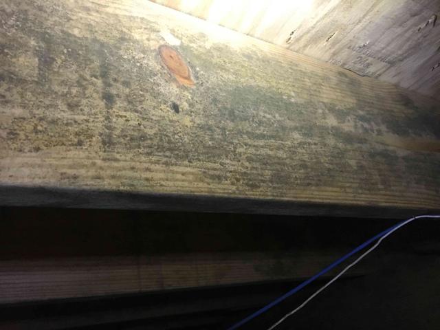 Microbial Growth on Joists & Sub-floor