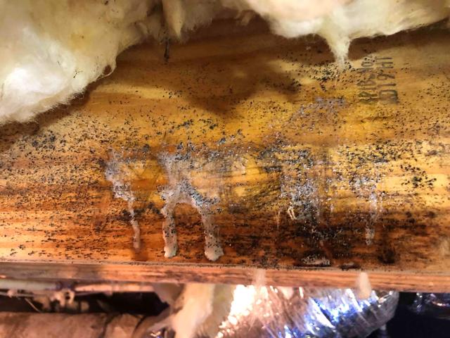 Microbial Growth on floor joists