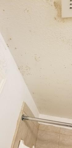 Mold Damage Restoration Round Rock, Tx