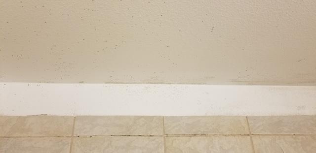 Mold Damage Restoration Round Rock, Tx