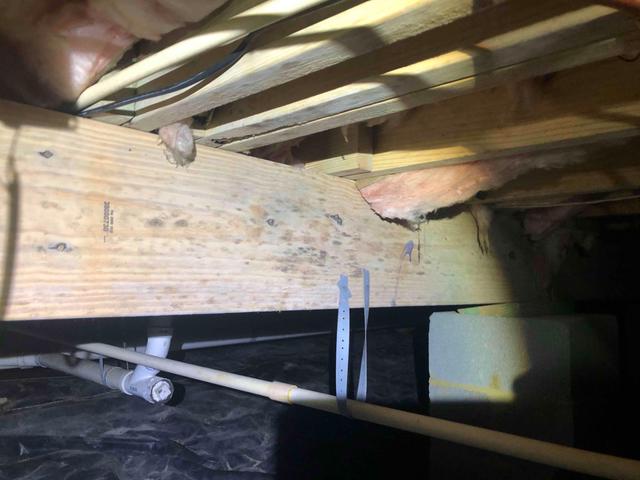 Mildew/Mold Growth on Floor Joists