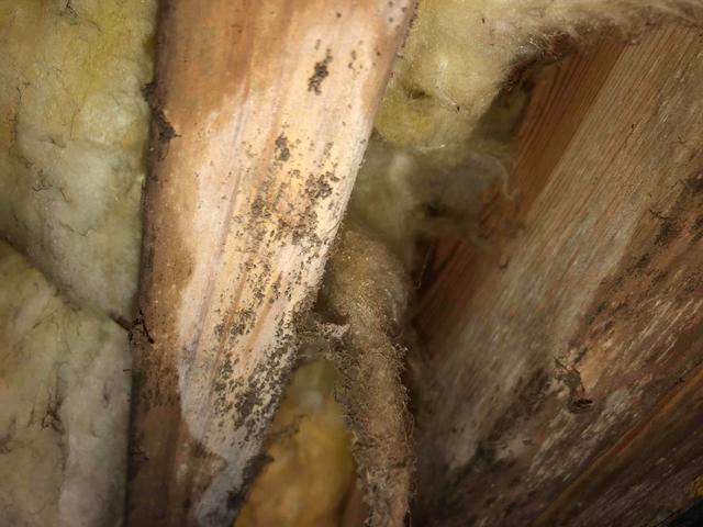 Microbial Growth on Floor Joists