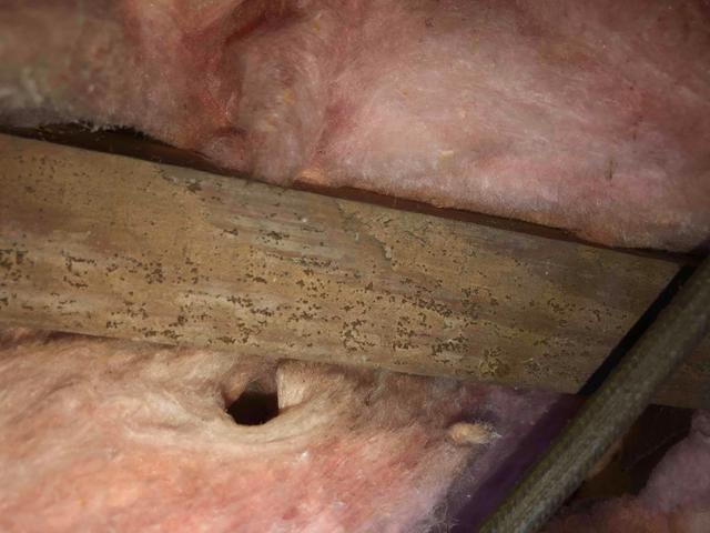 Mold/Mildew growth on Joists