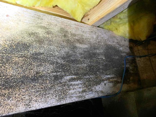Crawl Space Mold and Mildew