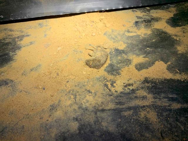 Creepy Critters in Crawl Spaces