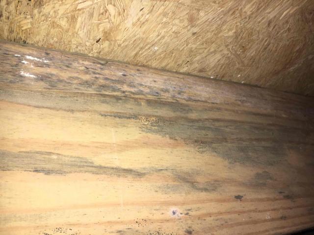 Microbial Growth on Joists