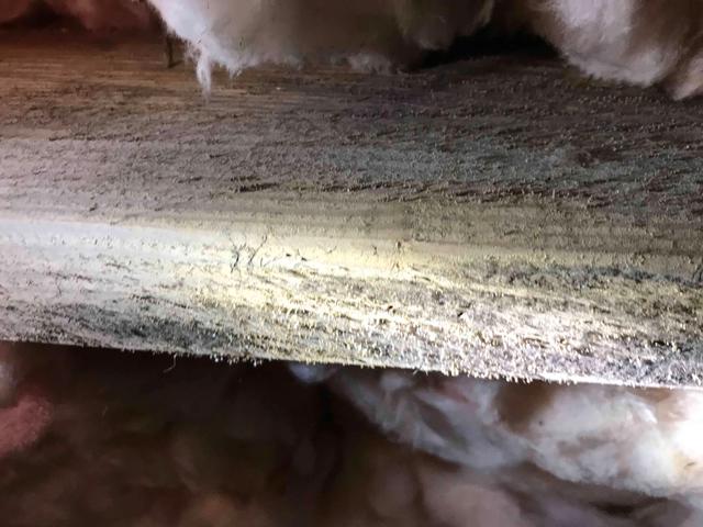 Moldy Floor Joist