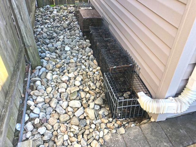 In order to make sure the skunk doesn't burrow away from our positive set, I installed Dig a Defense® partially around the shed. Dig Defense® is a below ground fence system that keeps nuisance wildlife from digging out of yards. The fence is 15 inches deep and 4 feet across. Since skunks dig at a 45 degree angle and cannot dig straight down, they are unable to go around the Dig Defense®.