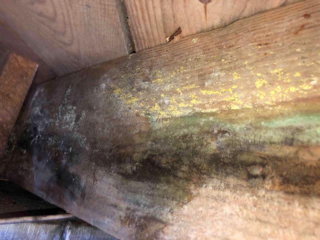 Mildew/Mold Growth on Joists