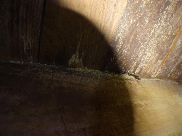 Mold causing odors in living space