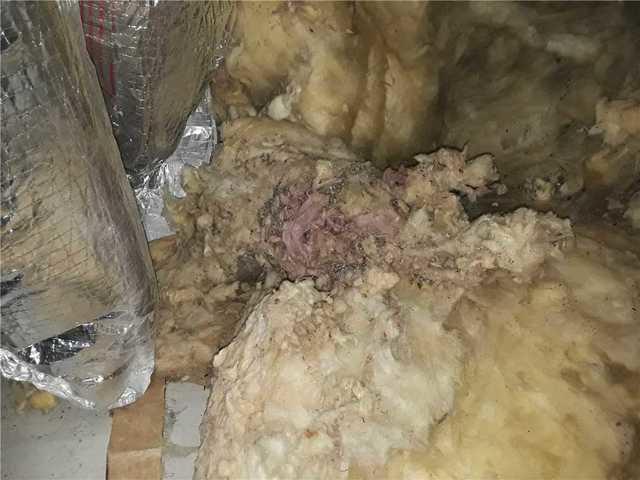 Insulation dirty from rodents and pests