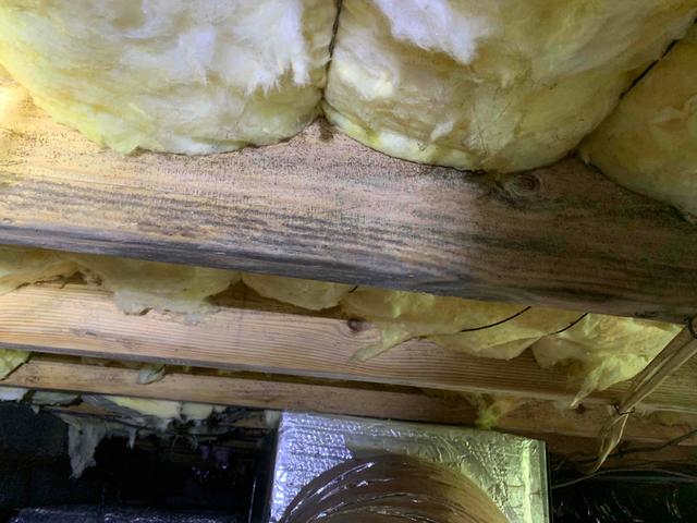 Mold Growth on Floor Joists