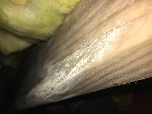 Crawl Space Mold