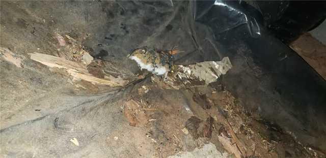 Crawl Space with Evidence of Rodents