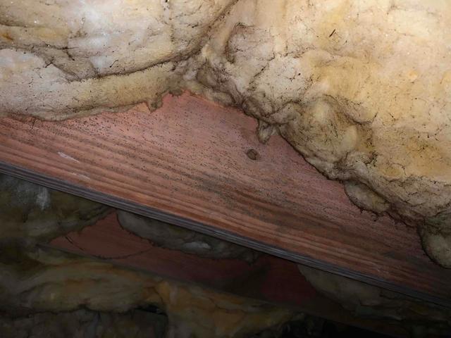 Mold and Mildew Growth