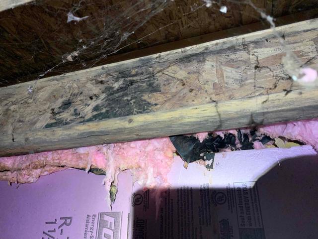 The wooden supports in the crawl space are starting to mold from the presence of water. This will eventually affect their structural integrity and threaten the safety of the home.