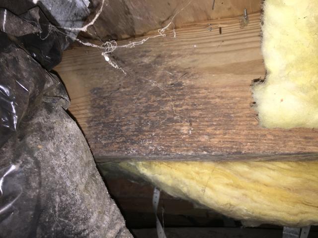 Floor Joist Mold Growth