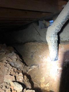 Pests (and their droppings)