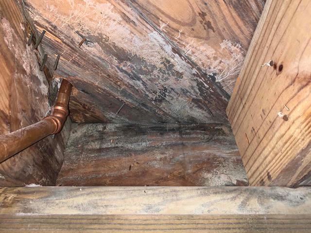 Wood Rot