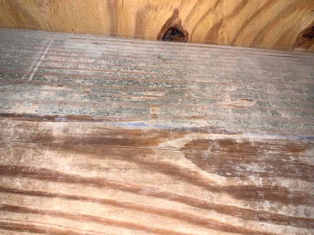Mold Growth