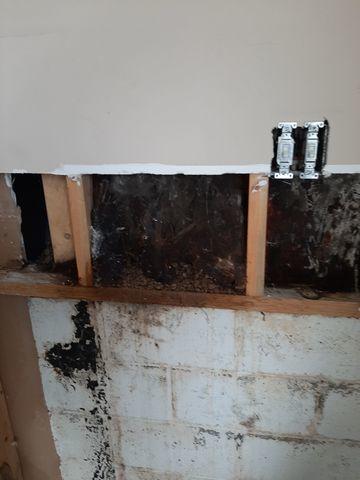 Wood Rot and Mold
