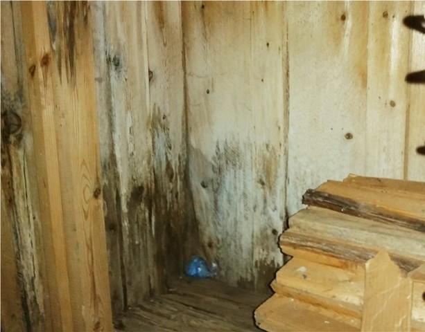 Black Mold On Basement Walls