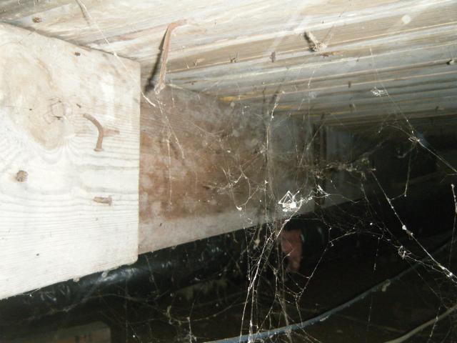 <p>This Leitchfield crawlspace is experiencing mold and fungus problems because it is not sealed off from the outside air. In order to repair the problem, the homeowners will need to contact Healthy Spaces to have a certified mold remediation completed, then the homeowners will want to seal off the crawlspace by having CleanSpace vapor barrier installed.</p>