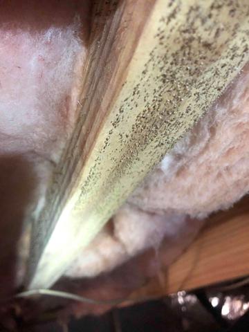 Mold