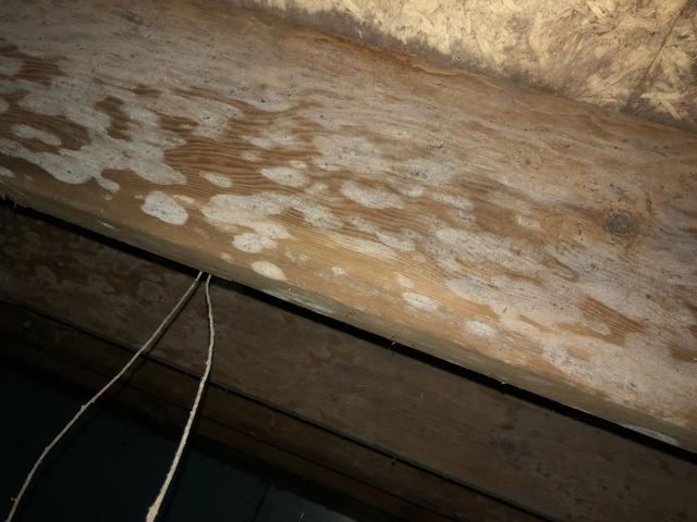 Mold Growth Doesn't Just Happen Overnight