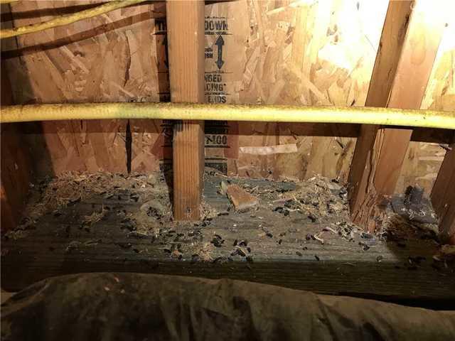rodent sanitation crawlspace