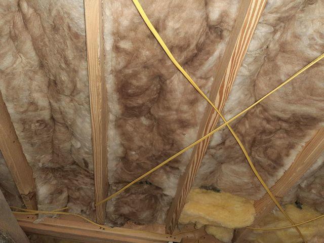 Moldy Insulation