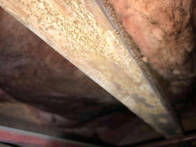 Mold and Mildew