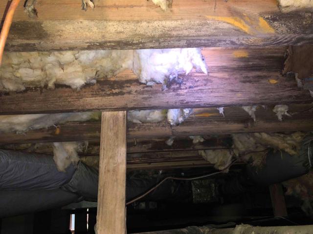 Mold Growth on Floor Joists