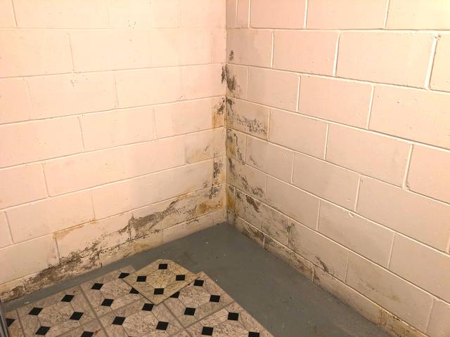 We began inspecting and found mold on the walls throughout the basement as well as behind the drop down ceiling. The reason for the mold growth was incredibly high humidity levels in the basement.