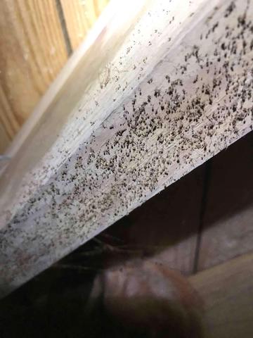 Mold Growth