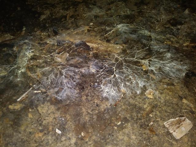 Mold Growth