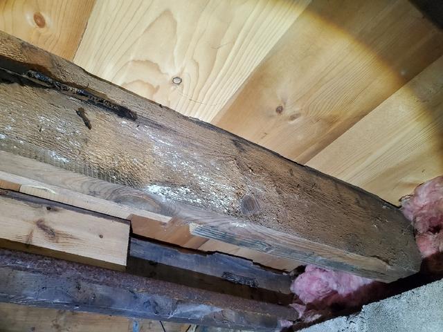 Mold on Support Beams