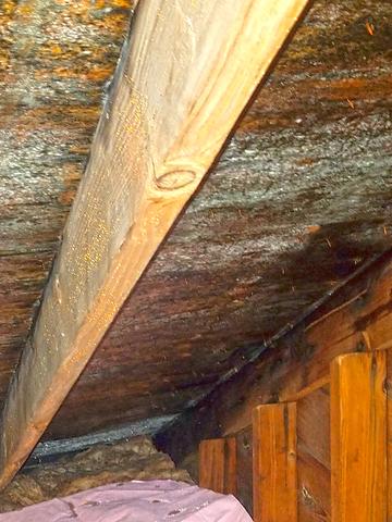 As soon as we began inspecting, we found serious mold growth underneath the stairs in the basement.