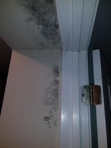 Mold Growth