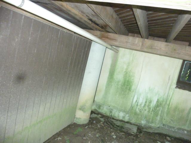 Moldy basement!