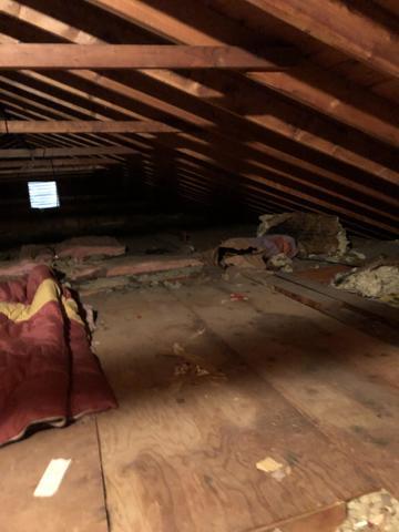 Full attic mold damage photo
