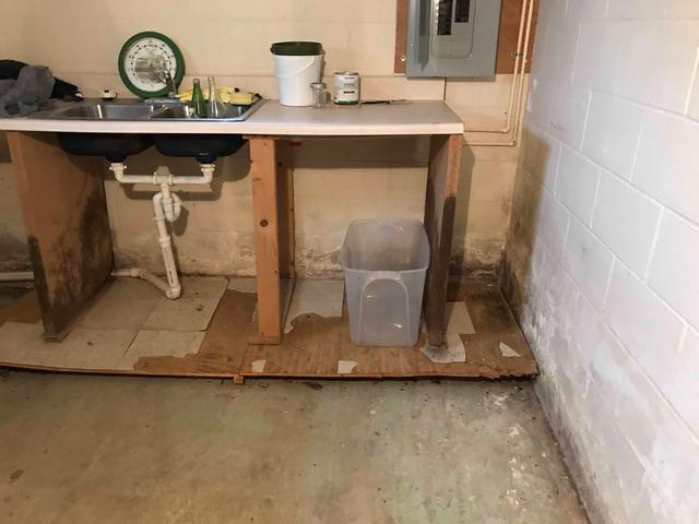 Growing Mold in Basement