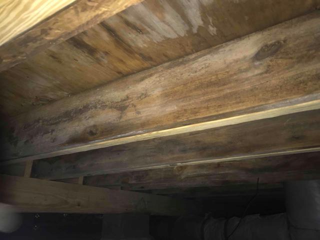 Mold and Mildew