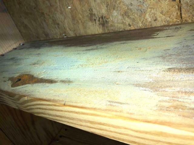 Moldy Wood