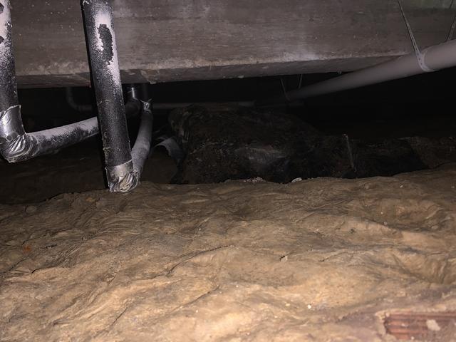 Before Crawl Space Remediation