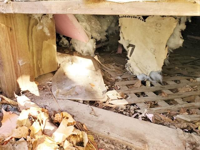 Pests Invaded Crawl Space